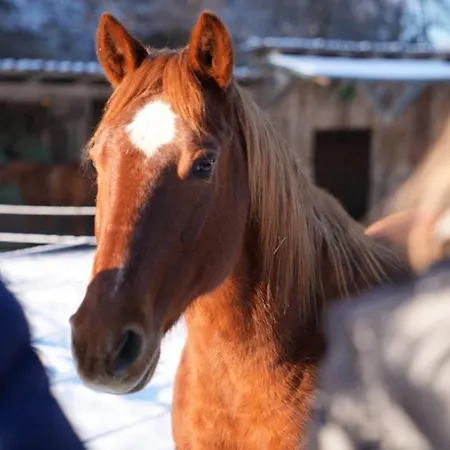アパート Red Horse Ranch アイヒシュテット